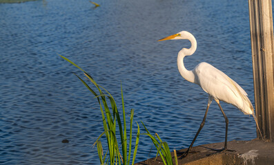 Closeup of a white heron, or great egret. A lake in the background.