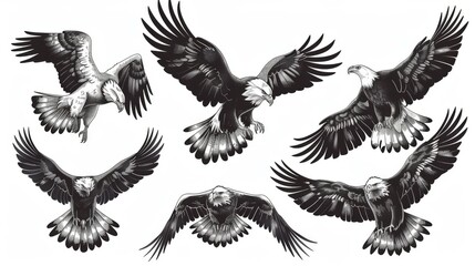 Fototapeta premium A set of six monochrome illustrations featuring eagles in various flight positions, capturing the essence of these majestic birds through detailed and artistic depictions.