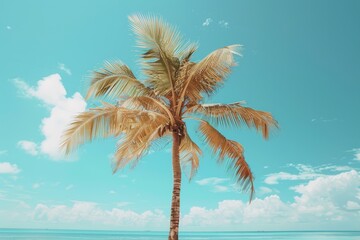 A palm tree is standing in front of a blue sky. The sky is clear and the sun is shining brightly
