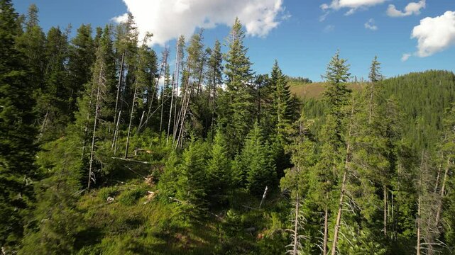 Aerial in St Joe mountains in northern Idaho revealing past pine tree at sunset