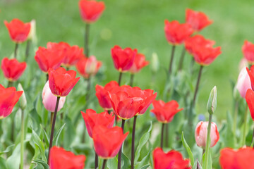 春イメージ 赤いチューリップ01