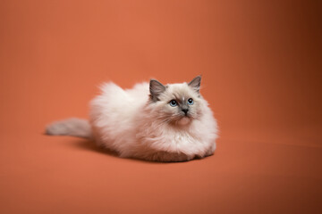 Sesión de fotos en estudio para gatos raza Ragdoll 