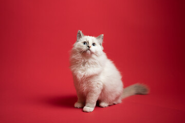 Sesión de fotos en estudio para gatos raza Ragdoll 