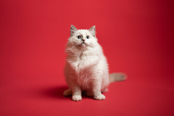 Sesión de fotos en estudio para gatos raza Ragdoll 