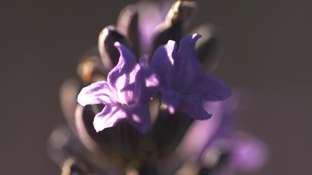 Fleur de lavande en macro