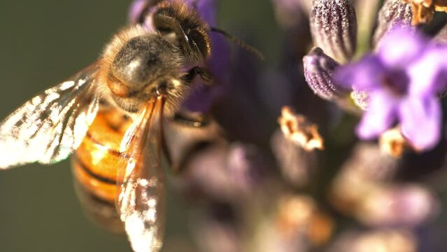 Abeilles qui volent et butinent dans les lavandes film&eacute; au ralenti en macro