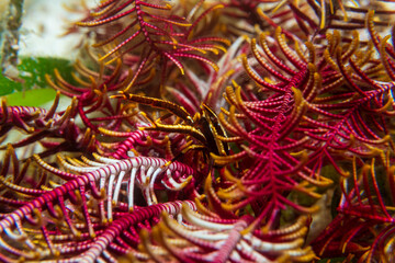 Elegant squat lobster (Allogalathea elegans) near Malapascua, Philippines.  Underwater photography...