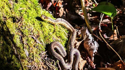 snake in the tree
