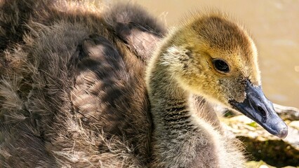 baby mallard duck