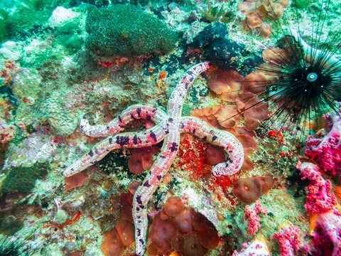 Spotted Linckia (Linckia multifora) on coral reef near Malapascua, Philippines