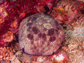 Pillow cushion star (Culcita novaeguineae) on coral reef near Malapascua, Philippines