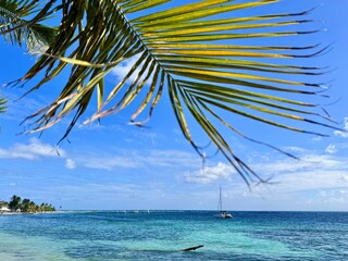 seascape of guadeloupe in the french west indies with a view of a sandy beach lined with coconut...