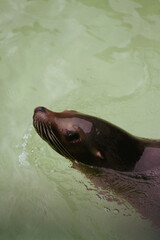 Obraz premium sea lion on the beach