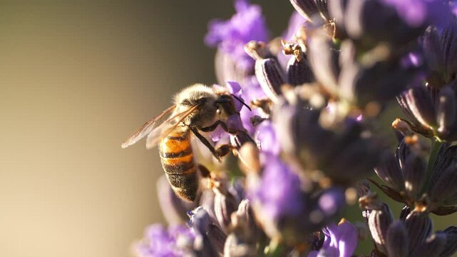 Abeilles qui volent et butinent dans les lavandes film&eacute; au ralenti en macro
