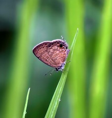 there is a very cute butterfly that is sitting on a leaf