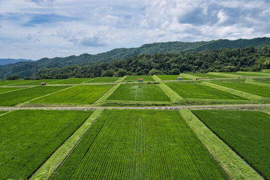 Tottori,Japan - July 3, 2024: Rice terrace at the foot of Mt. Daisen, Tottori, Japan
