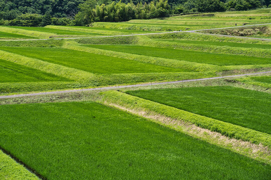 Tottori,Japan - July 3, 2024: Rice terrace at the foot of Mt. Daisen, Tottori, Japan
