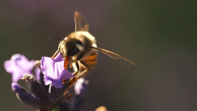 Abeilles qui volent et butinent dans les lavandes film&eacute; au ralenti en macro