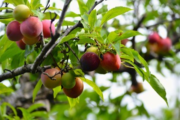 スモモ（李、酢桃）