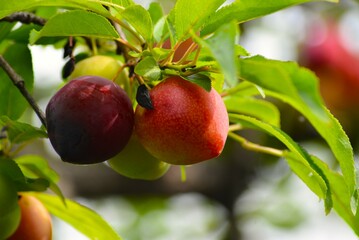 スモモ（李、酢桃）