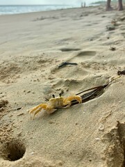The atlantic ghost crab, Ocypode quadrata, yellow crab from Martinique island with black eyes on a yellow sand on the coast of Les Salines beach in Sainte-Anne, Martinique, Caribbean Islands, France