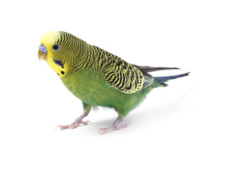 Beautiful bright parrot on white background. Exotic pet