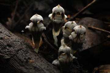Thismia Submucronata (Thismiaceae)  A New Species  from Phu Hin Rong Kla national park ,Thailand 