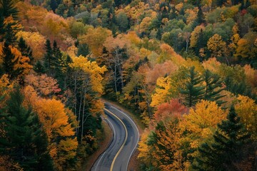foliage, autumn, trees, aerial, road, landscape, northeast, new england, country, leaf, change, nature, yellow, orange, forest, pattern, color