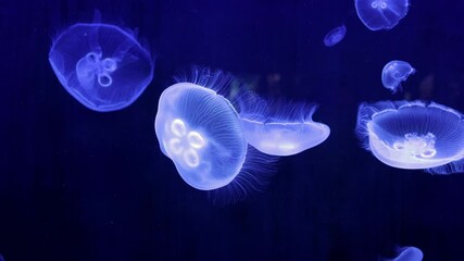 Jellyfish glow blue in the dark. Neon transparent jellyfish float on a black background. Jellyfish in action in the aquarium. Beautiful jellyfish moving through the neon lights. Craspedacusta sowerbii