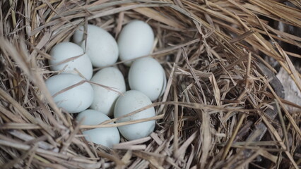 fresh free duck eggs in a nest of hay
