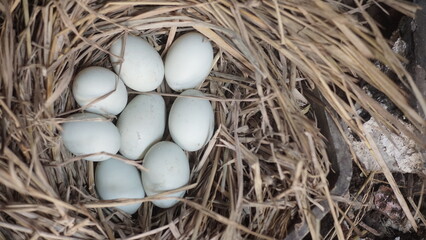 fresh free duck eggs in a nest of hay