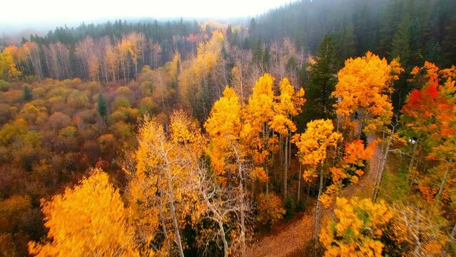 Aerial Backward Beautiful Shot Of House Amidst Forest During Autumn Season - Denver, Colorado