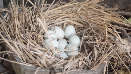 Fresh free duck eggs in a nest of hay 