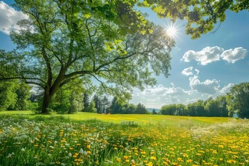 Landscape in summer with trees and meadows in bright sunshine