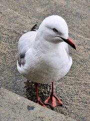 Silver gull (Chroicocephalus novaehollandiae) on a wet concrete step. Nobbys Beach, Newcastle, New South Wales, Australia