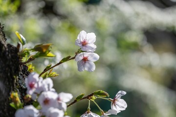 光を浴びて輝く満開の淡いピンクの桜の花