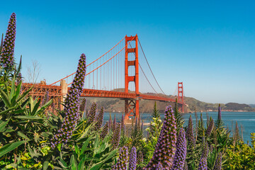Vibrant purple flowers in bloom with the Golden Gate Bridge in the background.