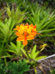 Orchid 