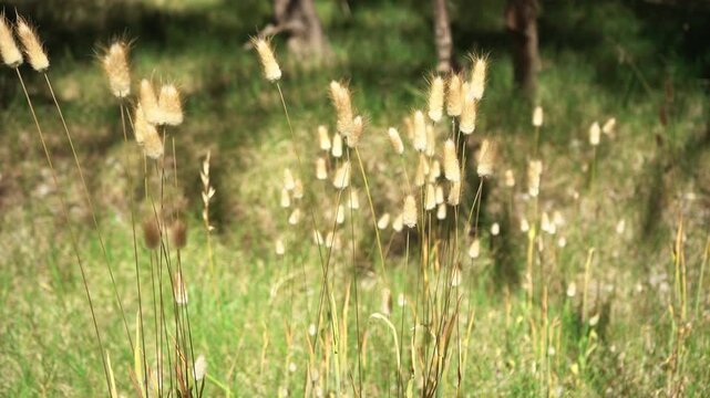 Wild plants (Lagurus ovatus) blowing on wind. Nature background.