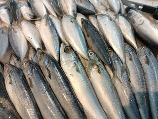 fresh fish on the market