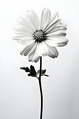 white daisy flower
