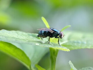 Green fly or Lucilia sericata on a leaf with a blurry background