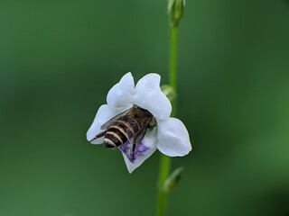bees are sucking nectar from asystasia gangetica flowers