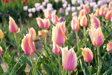 Obraz premium Beautiful tulips are in full bloom