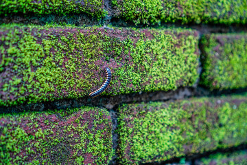 star dung animal, millipedes crawling on red bricks overgrown with livy grass, 