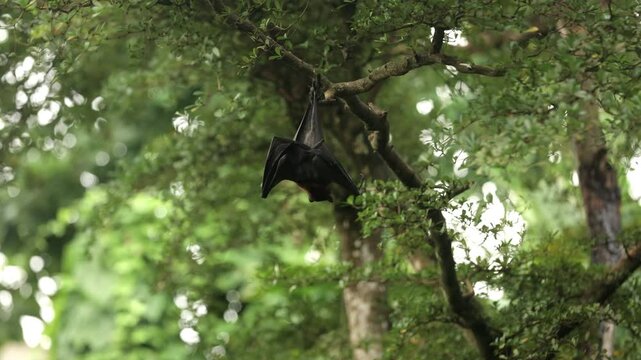 Fruit Bat Hanging From Trees drove view. Egyptian flying dog Nile winged Rousettus aegyptiacus hangs upside down and sleeps. A bat hanging from a branch sways in a dream.