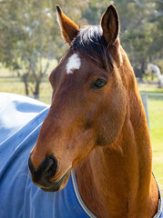 Fototapeta premium Horse