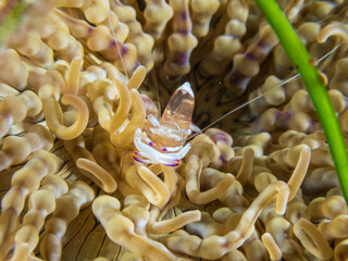 Magnificent anemone shrimp (Ancylomenes magnificus) on an anemone.  Underwater photography and...