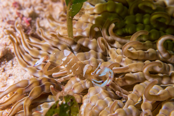Magnificent anemone shrimp (Ancylomenes magnificus) on an anemone.  Underwater photography and travel.