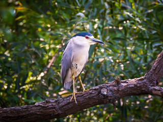 a black crowned Night Heron bird perched up in a tree branch